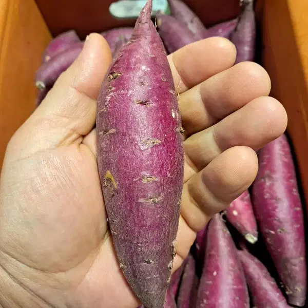 오! 달구마 오리지날 밤고구마10kg(무료배송)