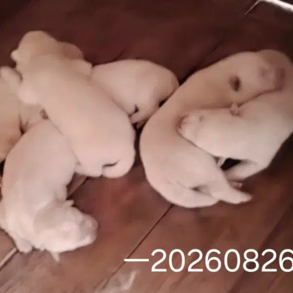 풍산개