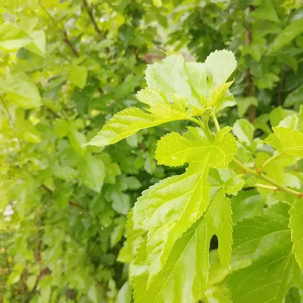 안동 무농약 햇빛 자연통풍 건조 최상급 뽕잎,산칡잎(2팩) - 2번째 이미지