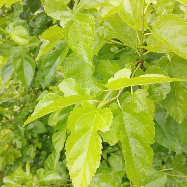 안동 무농약 햇빛 자연통풍 건조 최상급 뽕잎,산칡잎(2팩) - 4번째 이미지