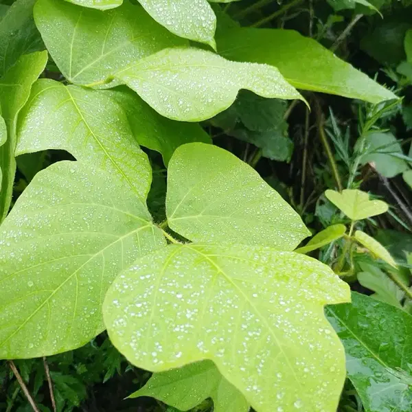 안동 무농약 햇빛 자연통풍 건조 최상급 뽕잎,산칡잎(2팩) - 6번째 이미지