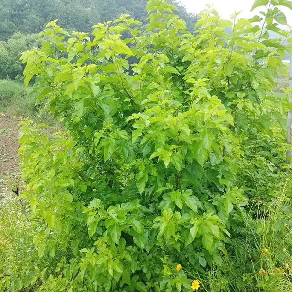 안동 무농약 햇빛 자연통풍 건조 최상급 뽕잎,산칡잎(2팩) - 3번째 이미지